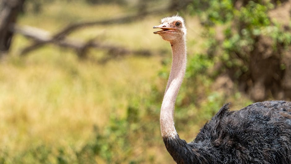 Top 10 Animals That Live the Longest