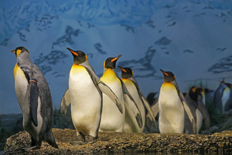 Did You Know? 12 Facts About Penguins