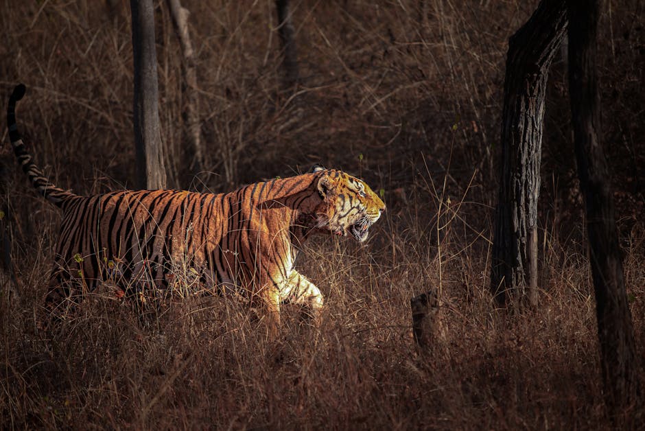 Did You Know? 10 Facts About Tigers