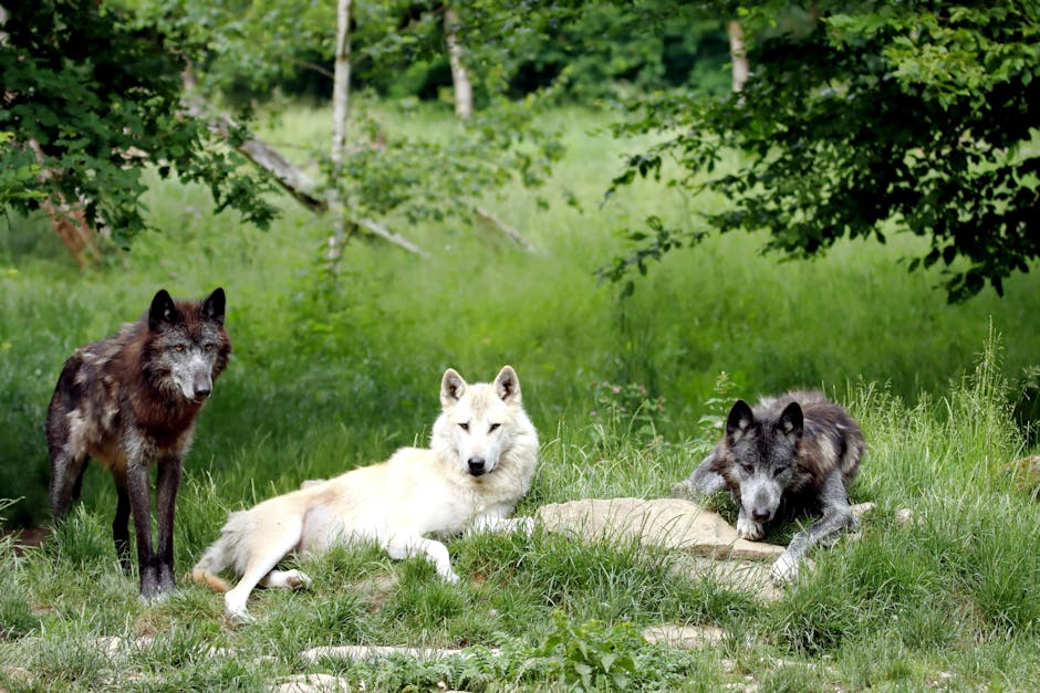 Did You Know? 10 Facts About Wolves