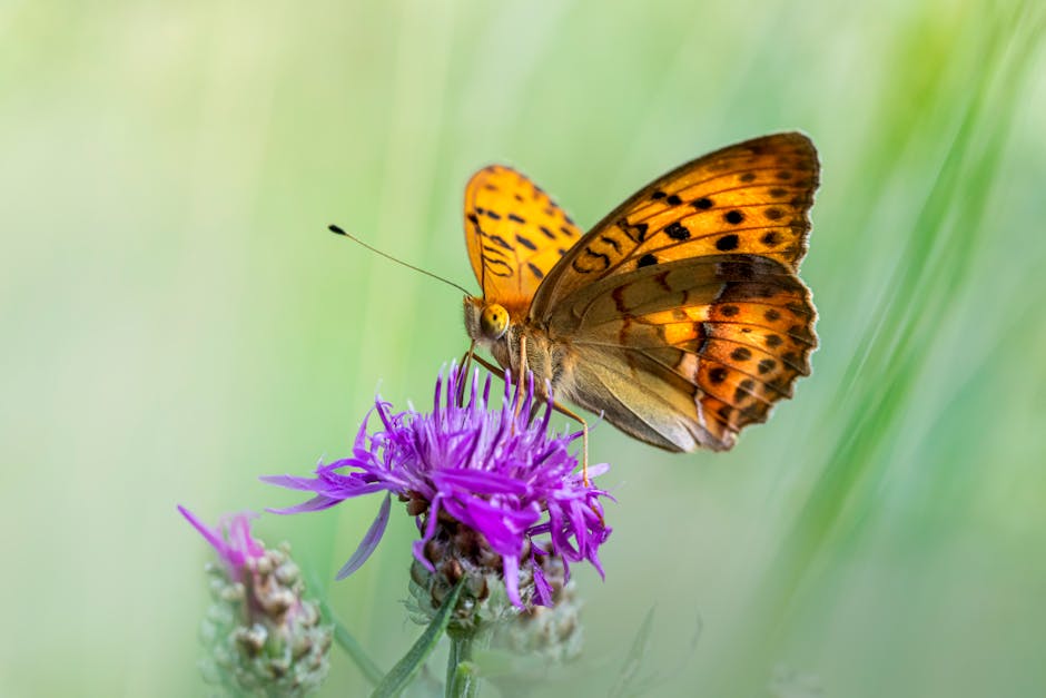 Did You Know? 10 Facts About Pandora