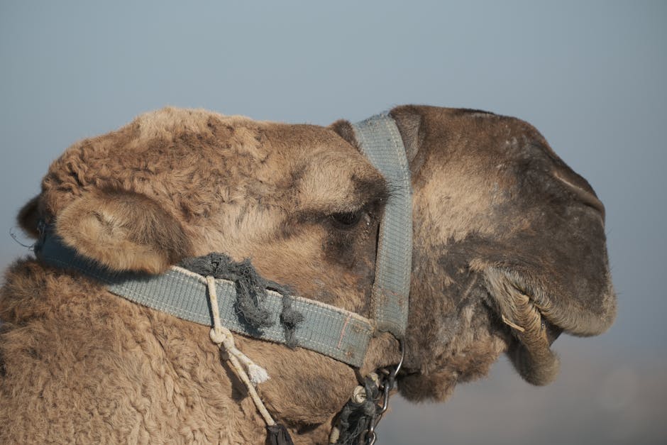 Did You Know? 10 Facts About Camels