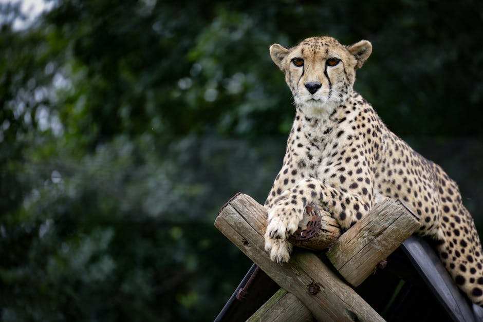 Top 10 Fastest Animals on Earth