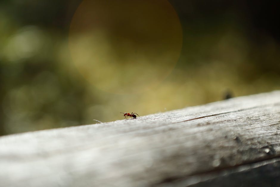 Did You Know? 12 Facts About Ants