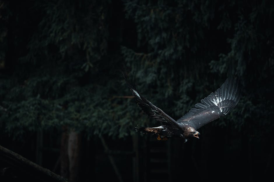 Did You Know? 12 Facts About Eagles