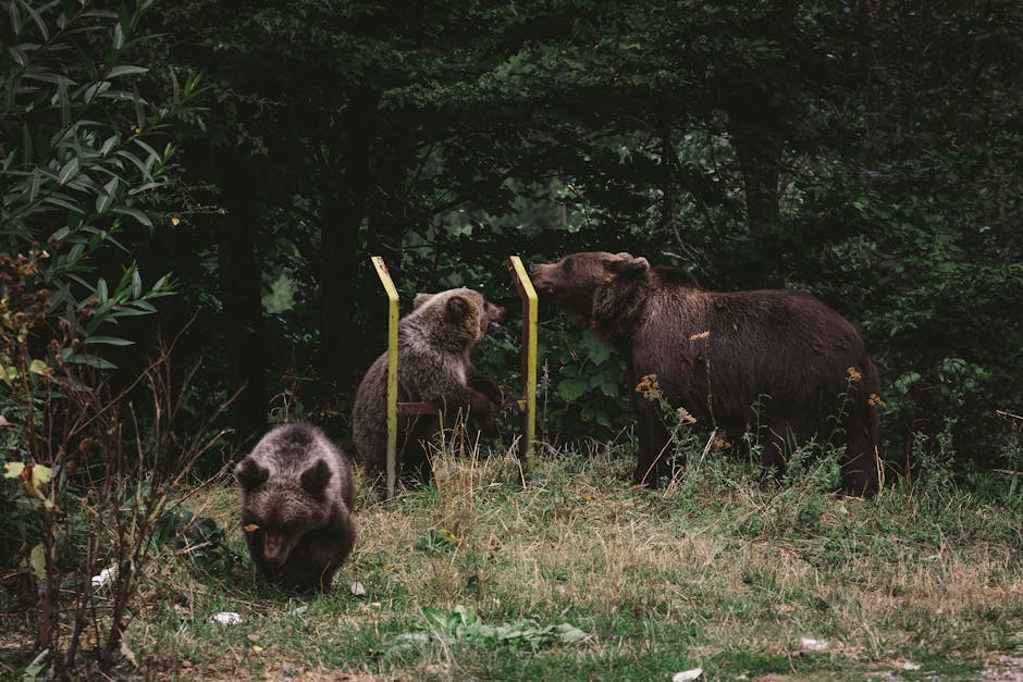 Did You Know? 10 Facts About Bears