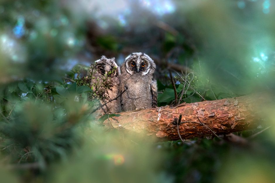 Did You Know? 10 Facts About Owls