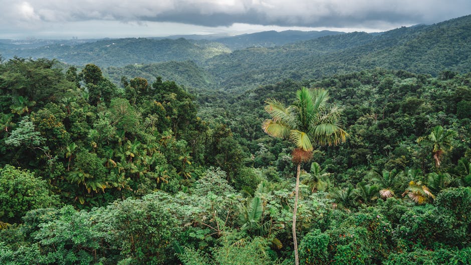 Did You Know? 15 Facts About Rainforests