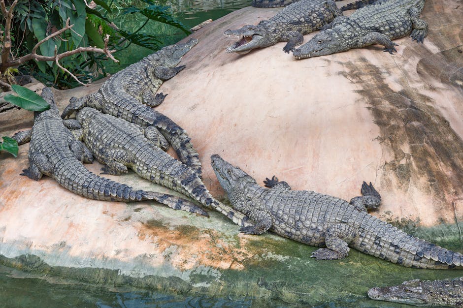 Did You Know? 12 Facts About Crocodiles