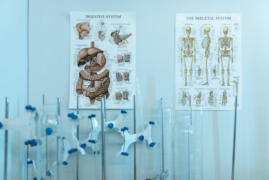 Did You Know? 10 Facts About Artificial Organs