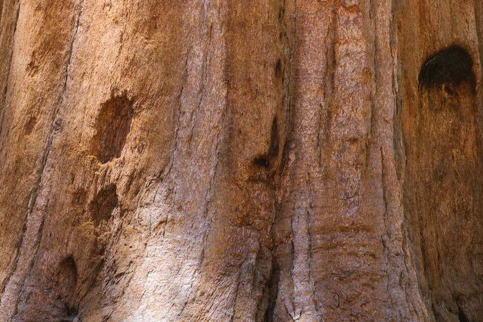Top 10 Tallest Trees in the World