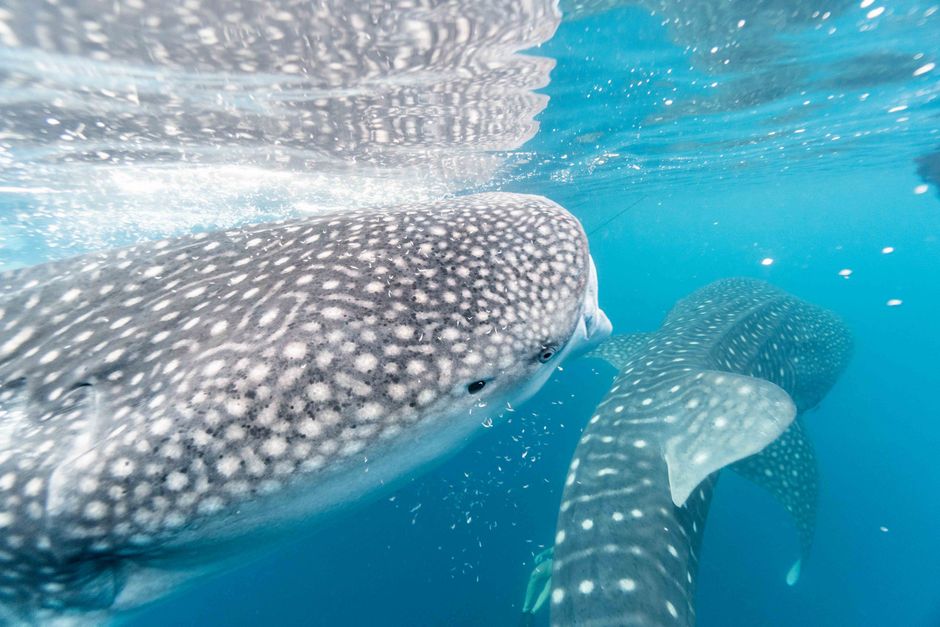Did You Know? 15 Facts About Whale Sharks