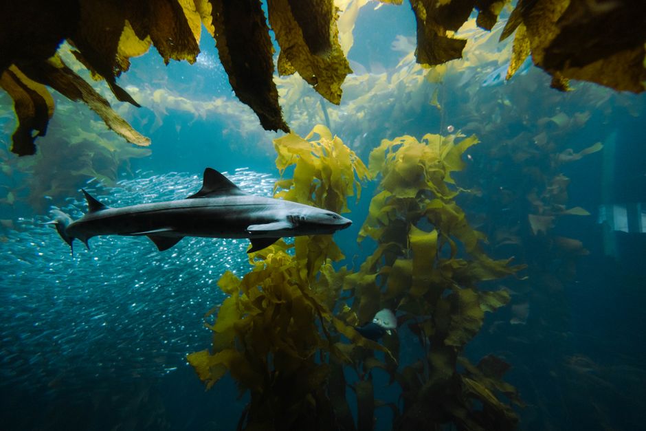 Did You Know? 15 Facts About Goblin Sharks