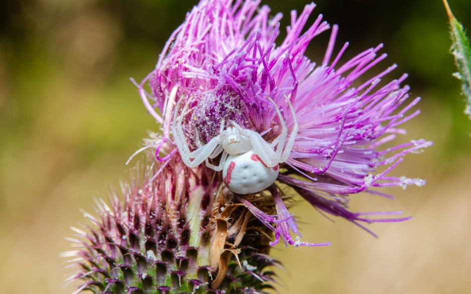 Top 10 Most Fascinating Yeti Crabs