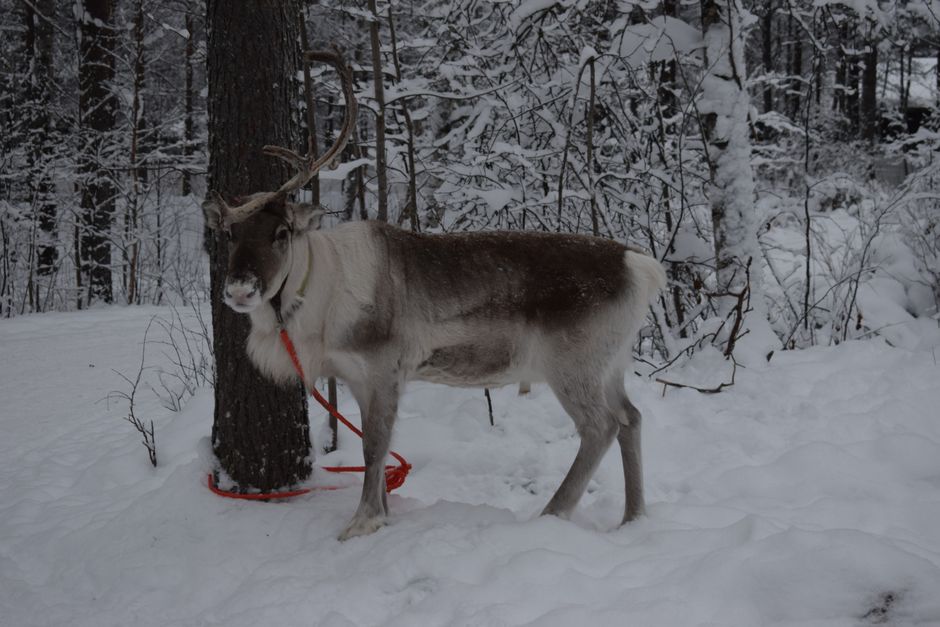 Did You Know? 15 Facts About Arctic Wildlife