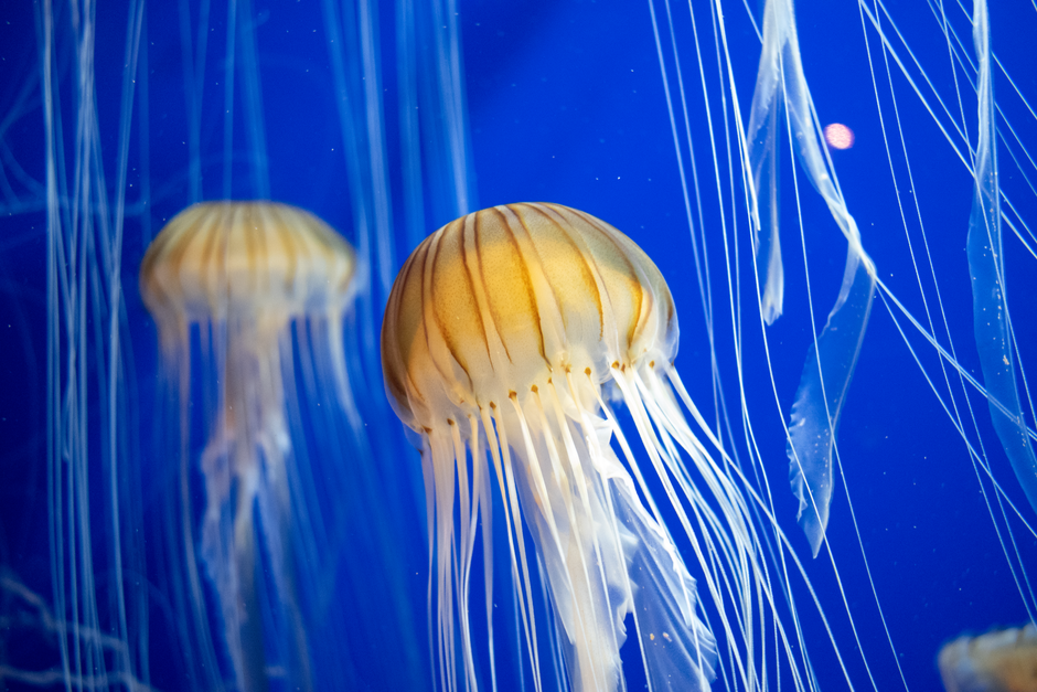 Top 15 Most Fascinating Jellyfish