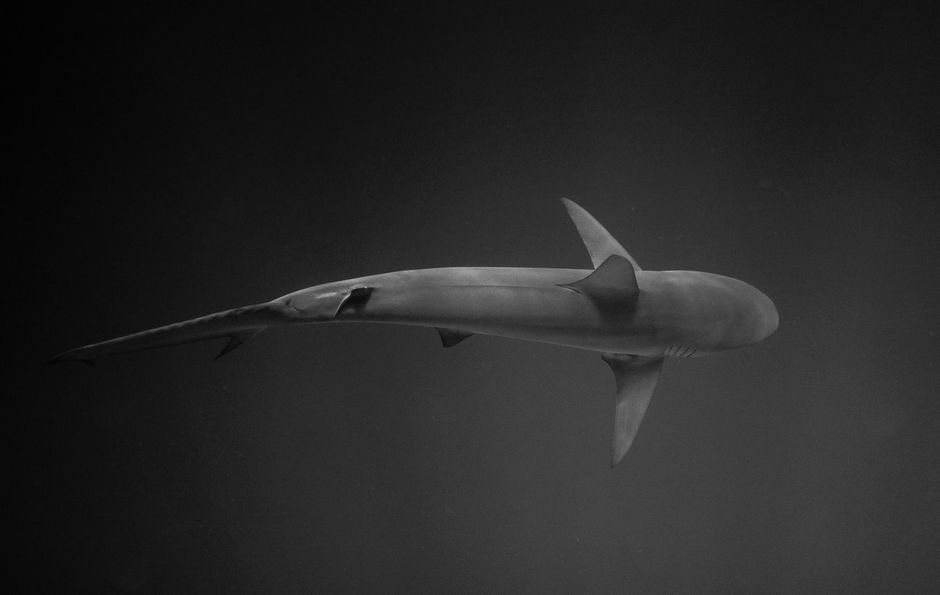 Top 10 Most Fascinating Hammerhead Sharks