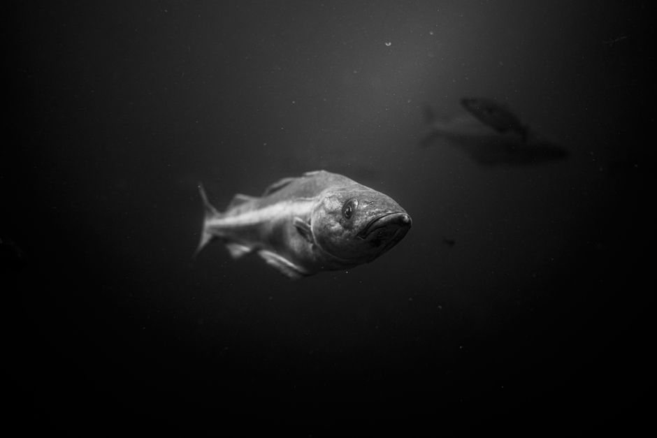Top 15 Most Fascinating Deep Sea Fish