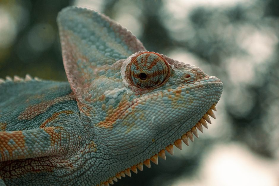 Top 15 Most Fascinating Pangolins