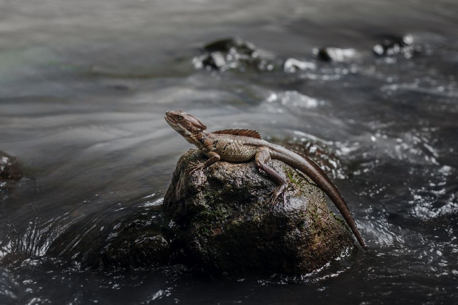 Top 10 The Basilisk Mysteries