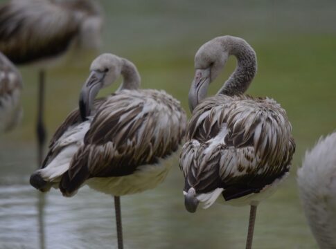 Why Flamingos Stand on One Leg: The Science Explained — Uncategorized trivia by Trivia Daily