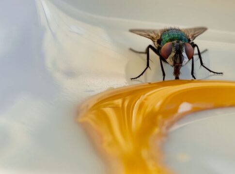 Why Honey Never Spoils: The Science Behind It — General trivia by Trivia Daily