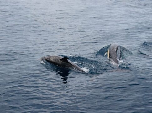 Why Dolphins Sleep With One Eye Open: The Science — Animals trivia by Trivia Daily