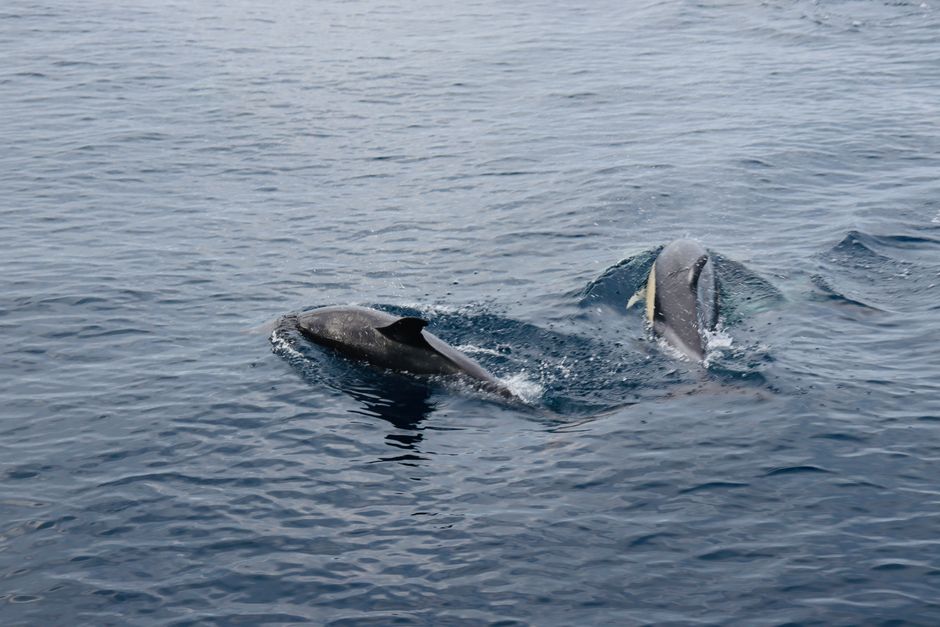 Why Dolphins Sleep With One Eye Open: The Science