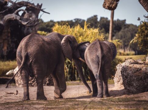 Why Elephants Cant Jump: The Anatomy Behind It — Animals trivia by Trivia Daily