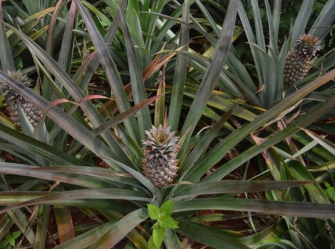 Why Pineapples Take Two Years to Grow: The Surprising Truth — General trivia by Trivia Daily