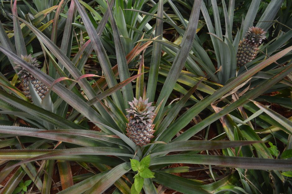 Why Pineapples Take Two Years to Grow: The Surprising Truth