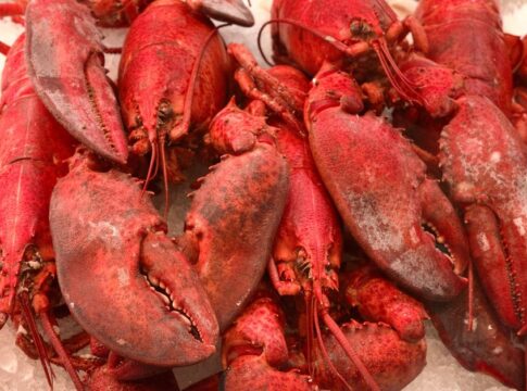 Why Lobsters Are Biologically Immortal But Still Die — Odd Science/Facts trivia by Trivia Daily