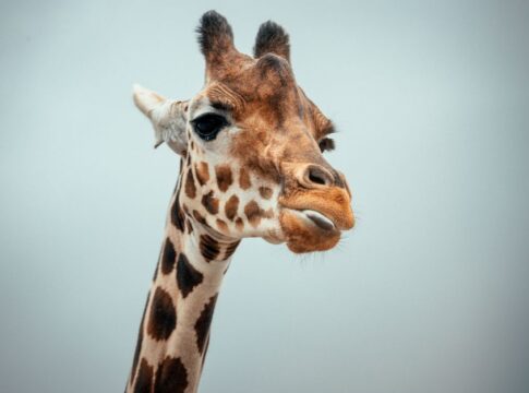 Why Giraffes Have Black Tongues: The Science Revealed — Animals trivia by Trivia Daily