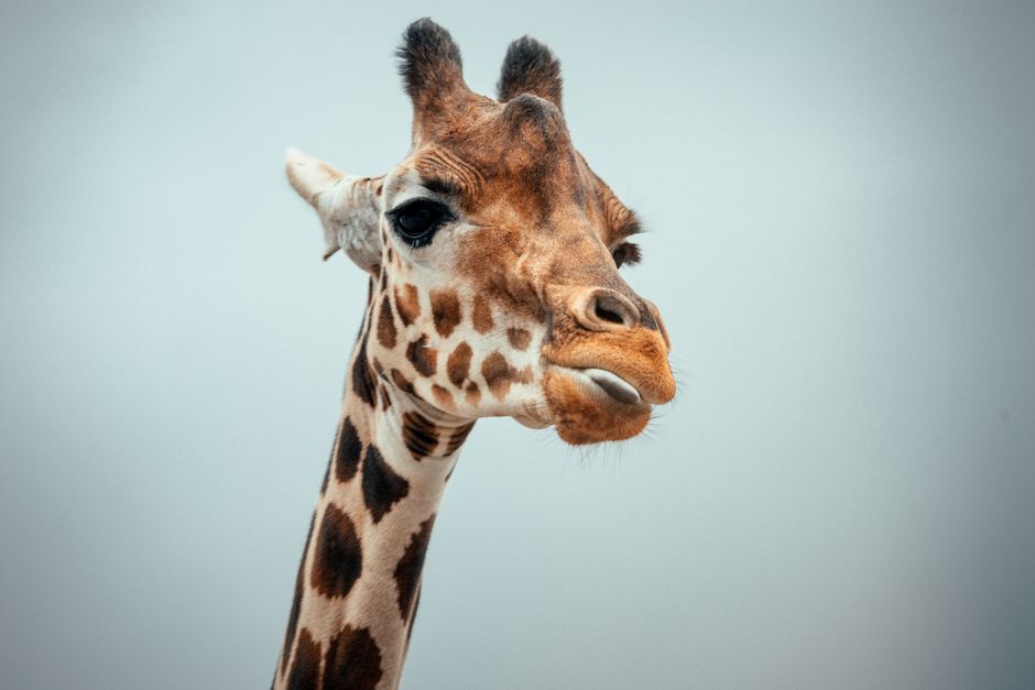 Why Giraffes Have Black Tongues: The Science Revealed