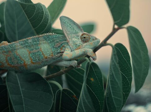 Why Chameleons Change Color: The Surprising Truth — General trivia by Trivia Daily