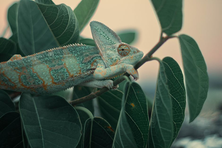 Why Chameleons Change Color: The Surprising Truth