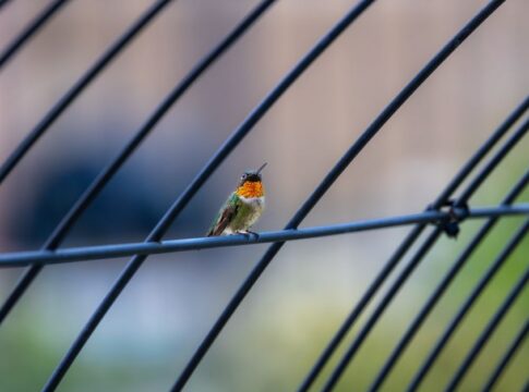 Why Hummingbirds Are the Only Birds That Fly Backwards — Animals trivia by Trivia Daily