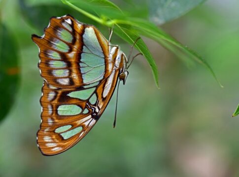 Why Butterflies Remember Being Caterpillars Despite Metamorphosis — Odd Science/Facts trivia by Trivia Daily
