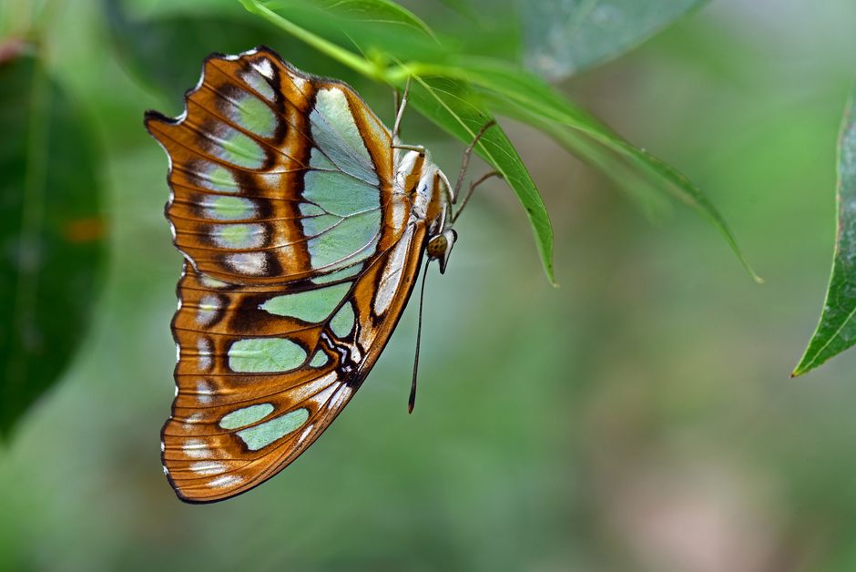 Why Butterflies Remember Being Caterpillars Despite Metamorphosis