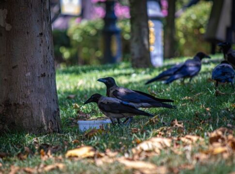 Why Crows Hold Funerals for Their Dead: The Science — Animals trivia by Trivia Daily