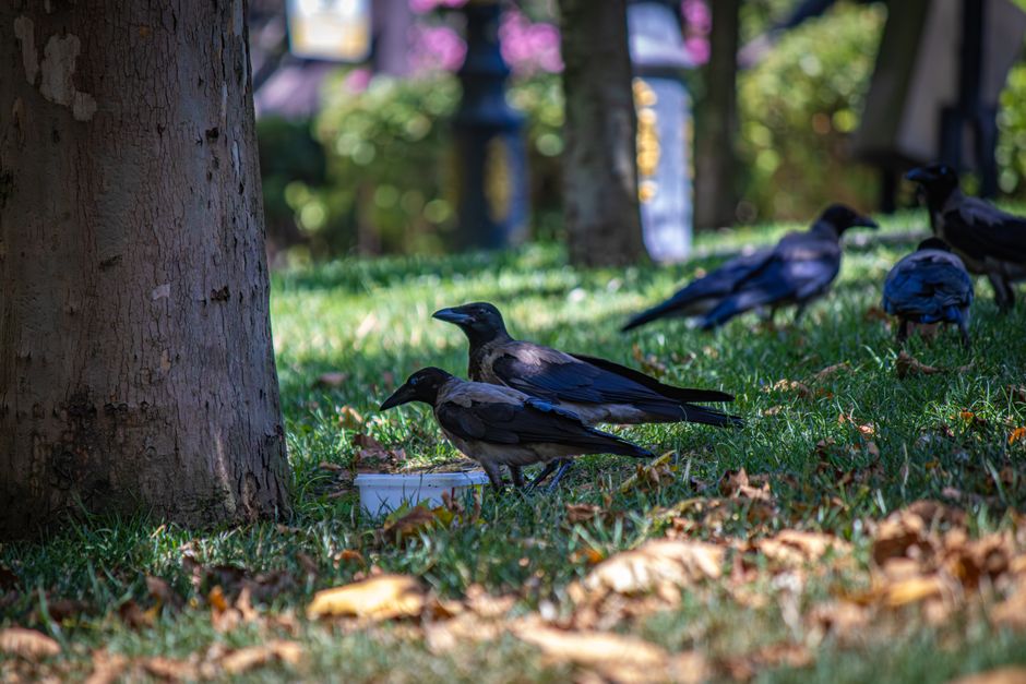 Why Crows Hold Funerals for Their Dead: The Science