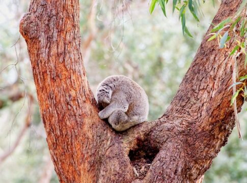 Why Koalas Sleep 22 Hours a Day: The Science Behind It — General trivia by Trivia Daily
