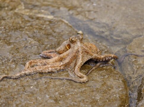 Octopus Intelligence: 9 Strange Facts About Their Brains — Animals trivia by Trivia Daily