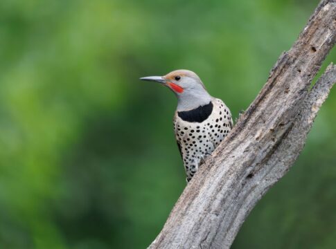 Why Woodpeckers Dont Get Concussions Despite Hammering — Animals trivia by Trivia Daily