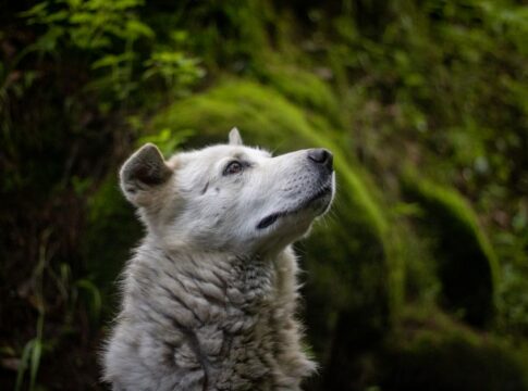 Yeti Sightings: What Animals Were Likely Mistaken for It — Myths & Legends trivia by Trivia Daily
