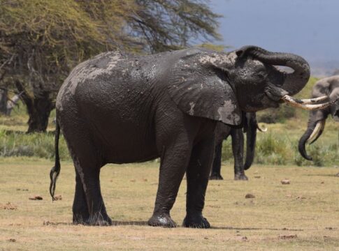 Why Elephants Never Forget: The Science Behind Memory — Animals trivia by Trivia Daily