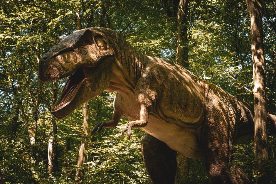 Why Sharks Existed Before Trees: The Surprising Timeline