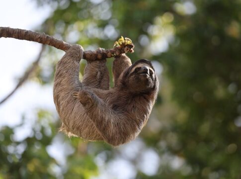 Why Sloths Move So Slowly: The Hidden Survival Strategy — Animals trivia by Trivia Daily