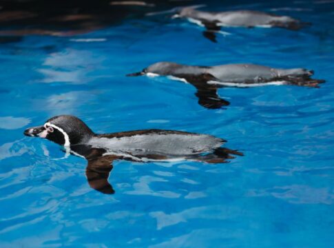 Why Penguins Can Swim But Cannot Fly: The Evolution — Animals trivia by Trivia Daily