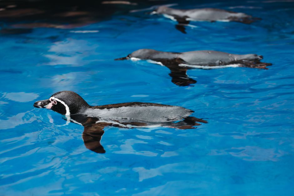 Why Penguins Can Swim But Cannot Fly: The Evolution